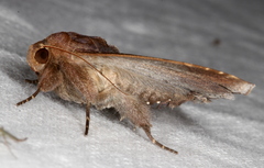 Bastilla solomonensis