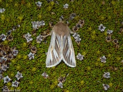 Ichneutica ceraunias