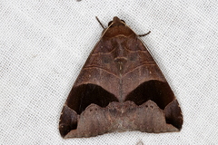 Bastilla solomonensis