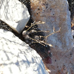Anacampseros filamentosa