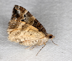 Chrysolarentia phaedra