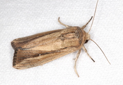 Leucania stenographa