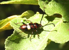 Lissonotus flavocinctus