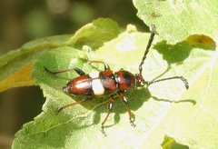 Lissonotus flavocinctus