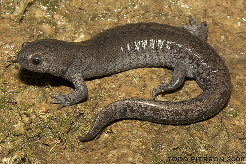 Streamside Salamander