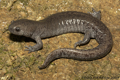 Streamside Salamander photo 4