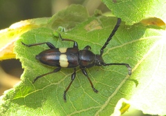 Lissonotus flavocinctus