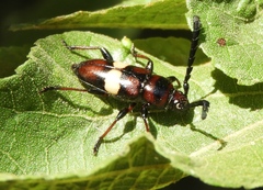 Lissonotus flavocinctus