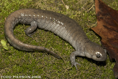 Streamside Salamander