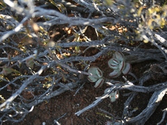 Cotyledon papillaris