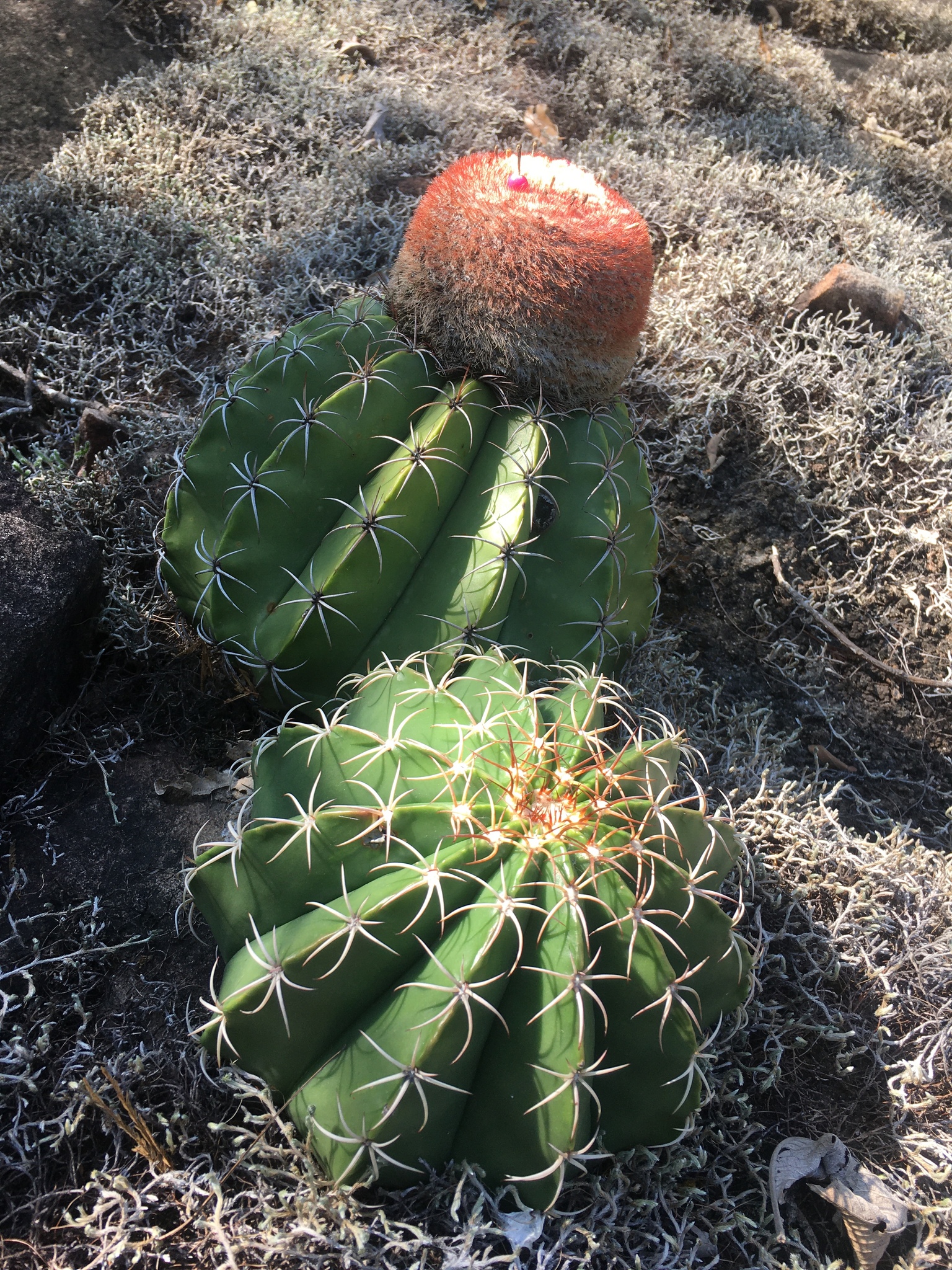 Melocactus bellavistensis