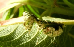 Acontista mexicana