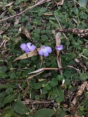 Mazus pumilio