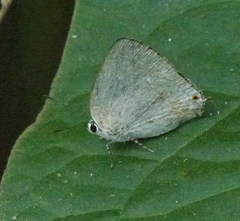 Strephonota tephraeus