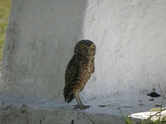 Athene cunicularia