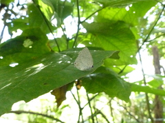 Strephonota tephraeus