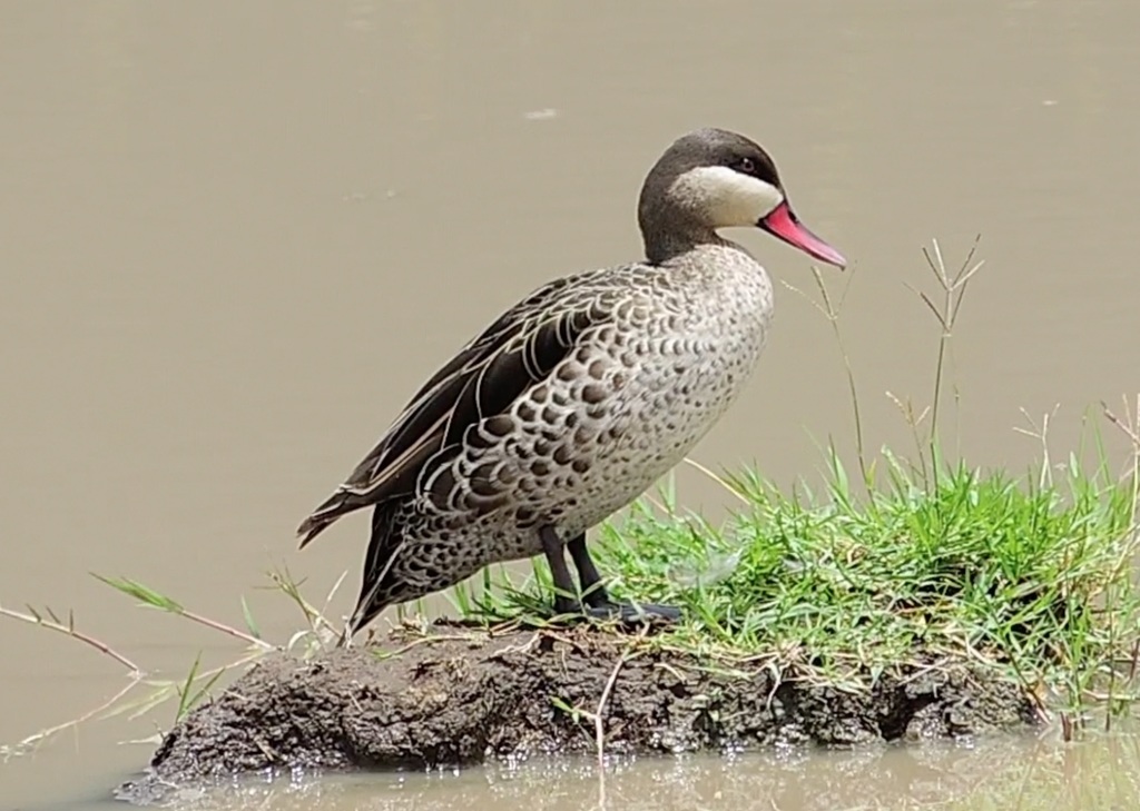 Red-billed Teal