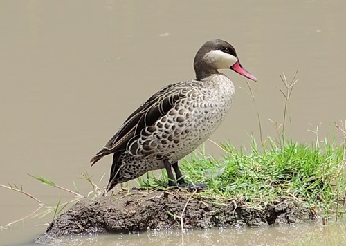Red-billed Teal