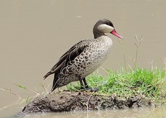 Red-Billed Teal photo 3
