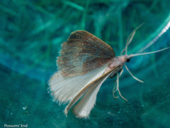 Xanthorhoe occulta