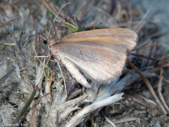 Xanthorhoe occulta