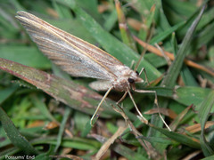 Xanthorhoe occulta