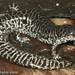 Frosted Flatwoods Salamander - Photo (c) 2010 Todd Pierson, some rights reserved (CC BY-NC)