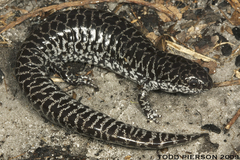 Flatwoods Salamander photo 5