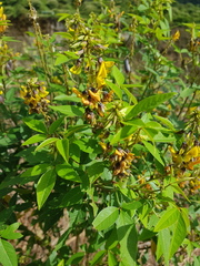 Crotalaria vitellina