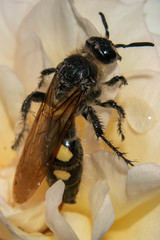 Campsomeris bistrimacula