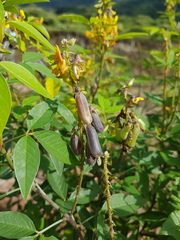 Crotalaria vitellina
