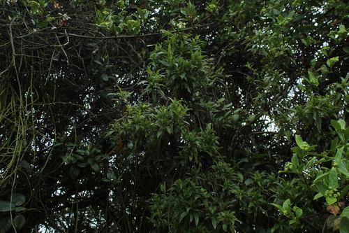Chromolaena perglabra (Chromolaena perglabra)