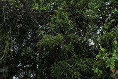 Chromolaena perglabra