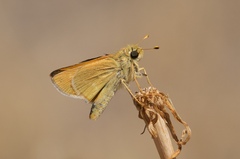 Hesperia leonardus pawnee