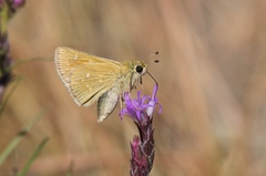 Hesperia leonardus pawnee