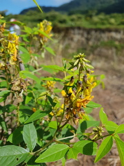 Crotalaria vitellina