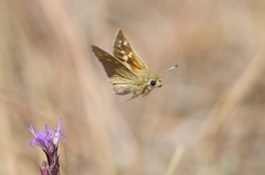 Hesperia leonardus pawnee