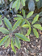 Pittosporum eugenioides