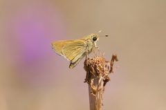 Hesperia leonardus pawnee