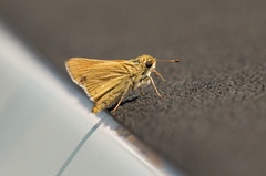 Hesperia leonardus pawnee