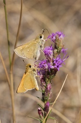 Hesperia leonardus pawnee