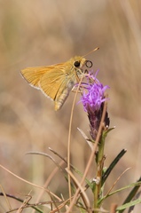 Hesperia leonardus pawnee