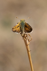 Hesperia leonardus pawnee