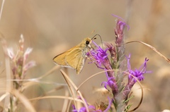 Hesperia leonardus pawnee