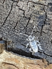 Hexatricha pulverulenta