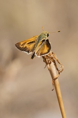 Hesperia leonardus pawnee