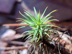 Polytrichum pallidisetum