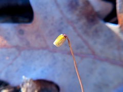 Polytrichum pallidisetum