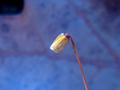 Polytrichum pallidisetum