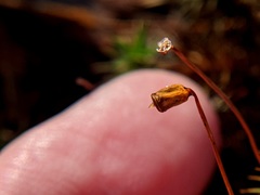 Polytrichum pallidisetum